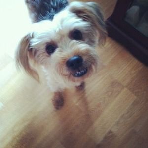 Meet your Posher, Izzy